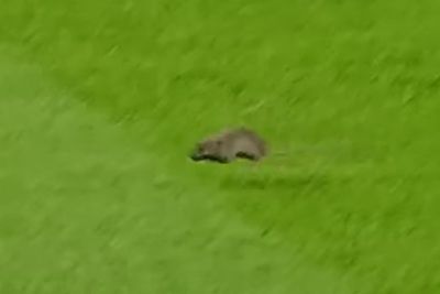 Rat interrupts Manchester United’s match against Southampton