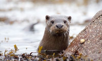 Otters among UK wildlife carrying toxic ‘forever chemicals’, analysis shows