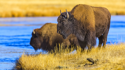 Yellowstone National Park sued for plans to increase bison numbers