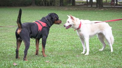 Trainers shares four signs of reactivity in adolescent dogs that you can look out for to prevent a problem