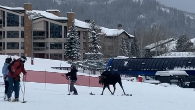 Disoriented moose causes chaos on slopes of popular ski resort