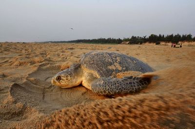 Hundreds of dead sea turtles wash ashore on India’s coast