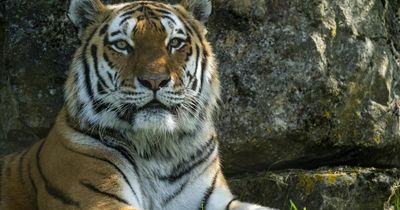 Edinburgh Zoo offering visitors chance to feed tigers for eye-watering sum