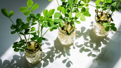 I'm a gardening journalist and I'm convinced these 5 hydroponic gardening trends are the only ones worth investing time and money in for 2025