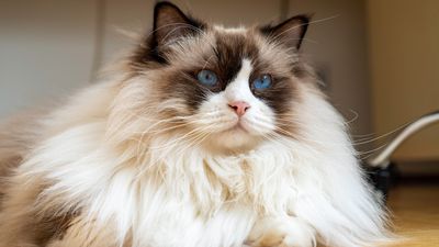 Nine long-haired cat breeds as gorgeous as they are fluffy