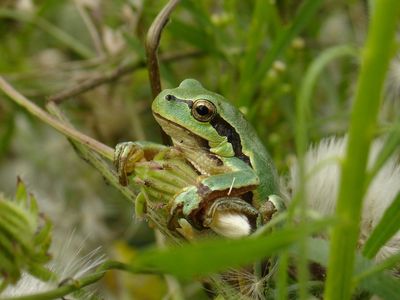 Warning over invasive reptiles slipping into northern Europe ...Tech and Science Daily podcast