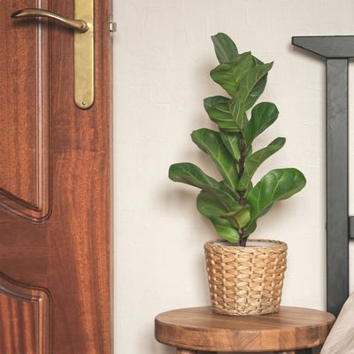 Why is my fiddle leaf fig drooping? Plant experts share 6 possible causes, plus the easy fixes to ensure your plant thrives