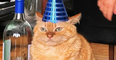 This Dedicated Instagram Page Shares Only Silly Cat Memes, So Here Are The 30 Best Ones