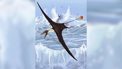 'Sexy' pterosaur tail should have been nightmare for flying. How did it work?