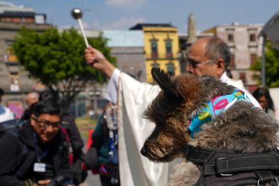 Blessings for dogs? Bring them to Mexico City's cathedral and St. Anthony will do the rest