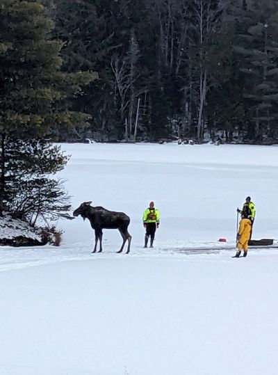 First responders saved a moose that fell through lake ice in New York. Here's how they did it