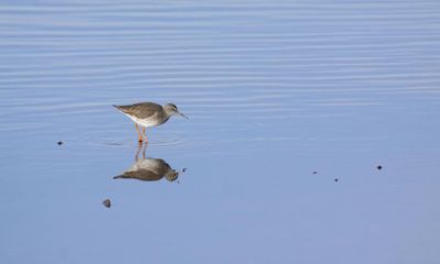 Country diary: Why does the bird bob its head?