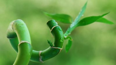 Where to place lucky bamboo to bring positive energy, health and balance into your home, according to Feng Shui experts