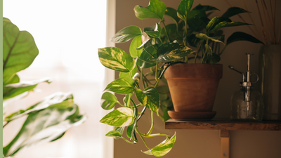 How Often Should You Water a Pothos? It's a 'Goldilocks' Plant, so This Is How You Get It Just Right