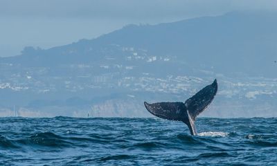 Humpback whales back in Britain, with rise in sightings from Kent to Isles of Scilly