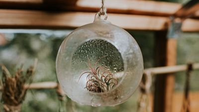 Air plant terrariums vs succulent terrariums – plant experts explain the difference and reveal which is best for your home