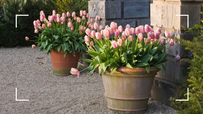 Is it too late to plant tulip bulbs? Professional gardeners reveal all