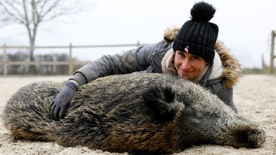 French court rules adopted wild boar 'Rillette' can stay with her owner