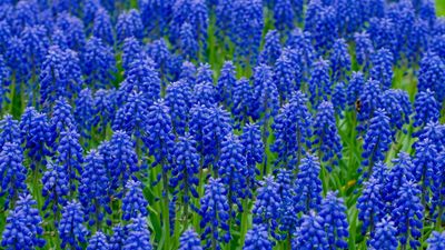 How to grow muscari – professional tips for cultivating these these low-maintenance bulbs, for effortless carpets of indigo flowers in springtime