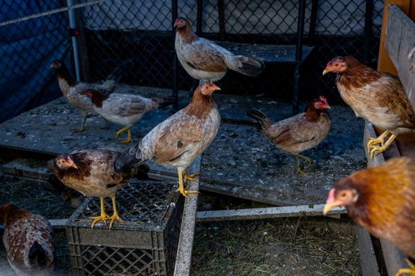 ‘All hands on deck’: Bird flu in US poultry puts state cooperation to the test