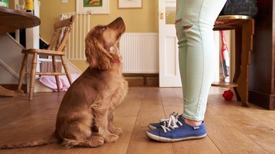 Trainer shares simple yet productive ideas for when you’re stuck indoors with your dog in bad weather