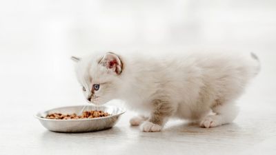 When can a kitten eat wet food?