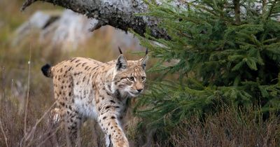 Why the illegal lynx release in the Highlands could never have succeeded