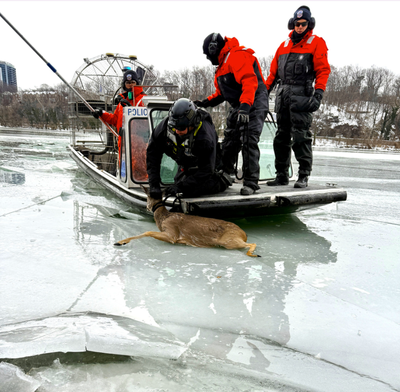 Deer stranded on frozen Potomac River rescued using airboat