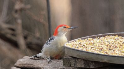 Do I have an infected bird feeder in the yard? Here's how to spot the warning signs and prevent deadly contamination