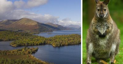 Fears remain for wallabies' future on Scottish loch's island