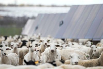 Why sheep have become the unlikely hero of the booming US solar industry