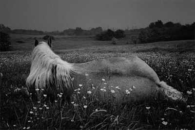 The big picture: Michel Vanden Eeckhoudt’s languorous horse