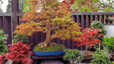 Easiest bonsai trees for beginners – 5 fool-proof plants to help you master the art of gardening in miniature