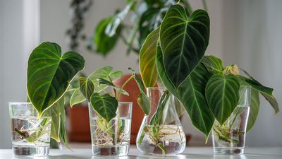 5 easy houseplants to grow from cuttings — expert advice on increasing the greenery in your home