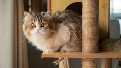 Persian cats: All you need to know about this long-haired beauty