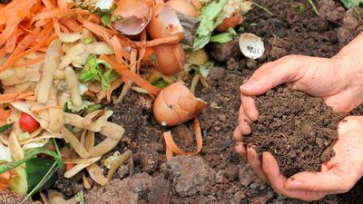 10 things to never add to your compost bin – and how to dispose of them instead