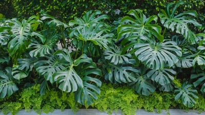 Can you grow monsteras outdoors? Plant expert reveals where in the world you can grow these luscious jungle leaves in your yard