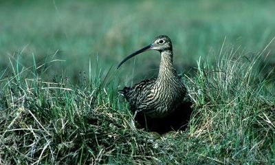 Wales failing to tackle alarming decline in nature, report finds