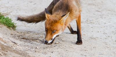 1080 baits are used to kill foxes, cats and dingoes – but other animals can be more likely to eat them