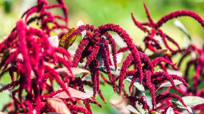 'If you only grow one flower this year, make it love-lies-bleeding' – how to grow this striking plant with cascades of crimson blooms