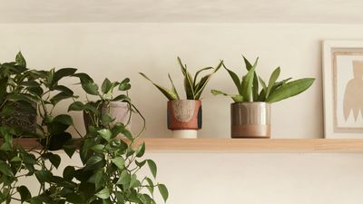 3 Places to Put Snake Plant That Are Meant to Bring You Good Luck, According to a Feng Shui-Practicing Architect