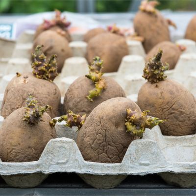 How to chit seed potatoes — 4 simple steps, and why gardening experts say it's key to bumper harvests