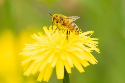 High fertiliser use halves numbers of pollinators, world’s longest study finds