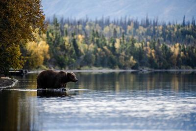 Alaska to resume ‘barbaric’ shooting of bears and wolves from helicopters