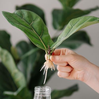 How to propagate a fiddle leaf fig – 3 easy steps to grow more of these striking, on-trend houseplants for free