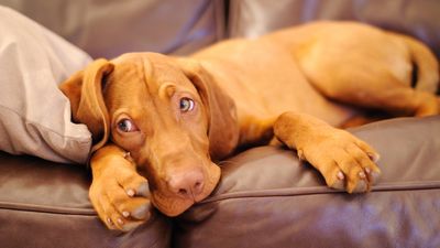 Are you always entertaining your dog? One trainer explains why it’s fine to let your dog be bored