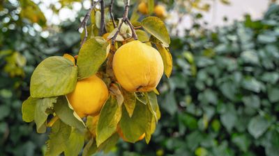 How to prune quince trees – advice from an arborist to ensure they're less vulnerable to disease and reward you with large harvests of fragrant fruit