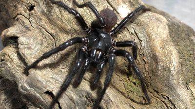 'Big boy' spider becomes Australia's largest deadly funnel-web after surprise discovery