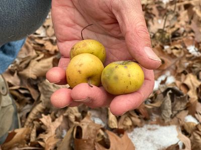 A key to protecting apples from climate change might be hiding in Michigan’s forests