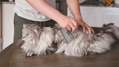 A vet's guide to grooming long-haired cats